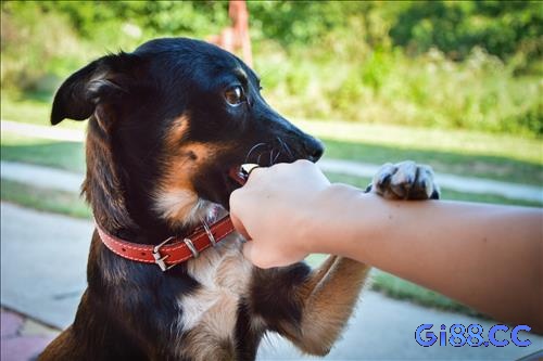 Giấc mơ liên quan đến chó cắn thường phản ánh nỗi lo lắng về sự không trung thực hoặc mâu thuẫn giữa các mối quan hệ