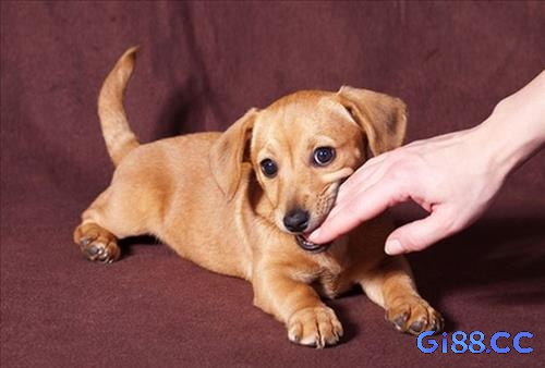 Phương pháp thứ hai là theo dõi chu kỳ và phân tích thống kê các con số liên quan đến giấc mơ chó cắn