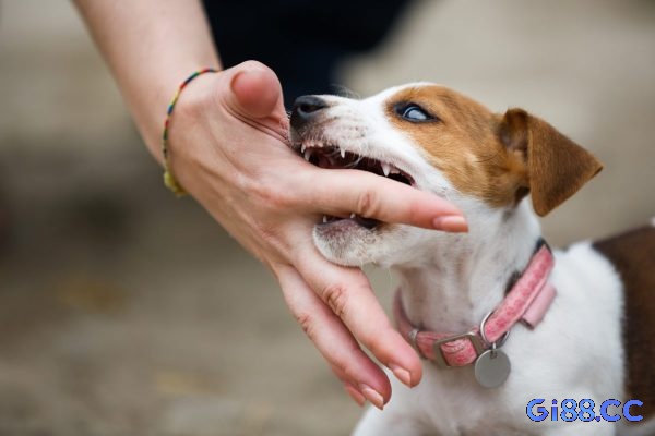 Mức độ nghiêm trọng của vết cắn trong giấc mơ chó cắn vào tay