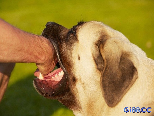 Giấc mơ bị chó cắn vào tay trái có thể phản ánh những tổn thương trong các mối quan hệ cá nhân