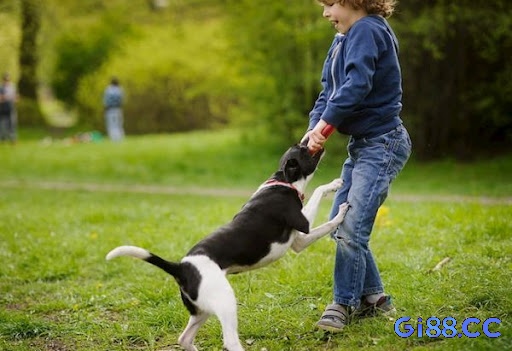 Cách ứng dụng giấc mơ bị chó cắn vào tay và các con số trong đời sống