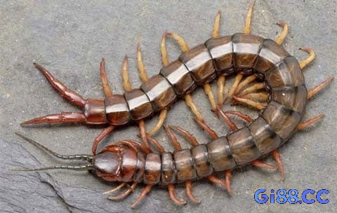 Giải mã giấc mơ thấy con rết bị bạn tiêu diệt thường mang hàm ý tích cực về khả năng vượt qua trở ngại