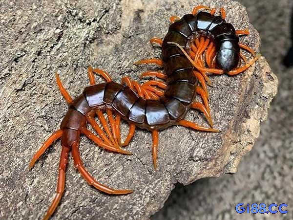 Trong văn hóa dân gian, khi giải mã giấc mơ về con rết nhiều người thường liên tưởng đến các con số nhằm thử vận may