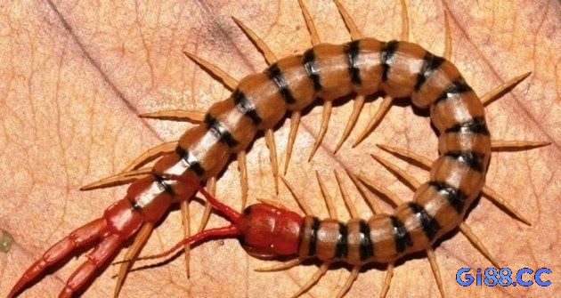 Cùng gi88 khám phá giải mã giấc mơ thấy con rết bò vào nhà!